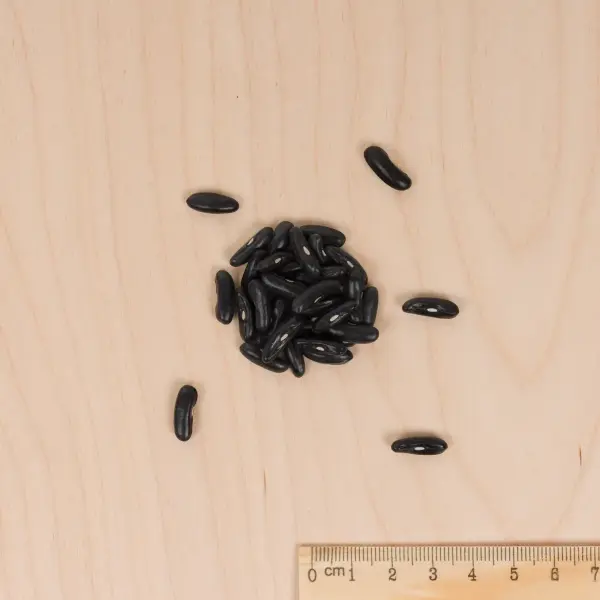 Légumes Secs - Haricot Nain Vert Gourmandel - 10 m - MEDIA_3D